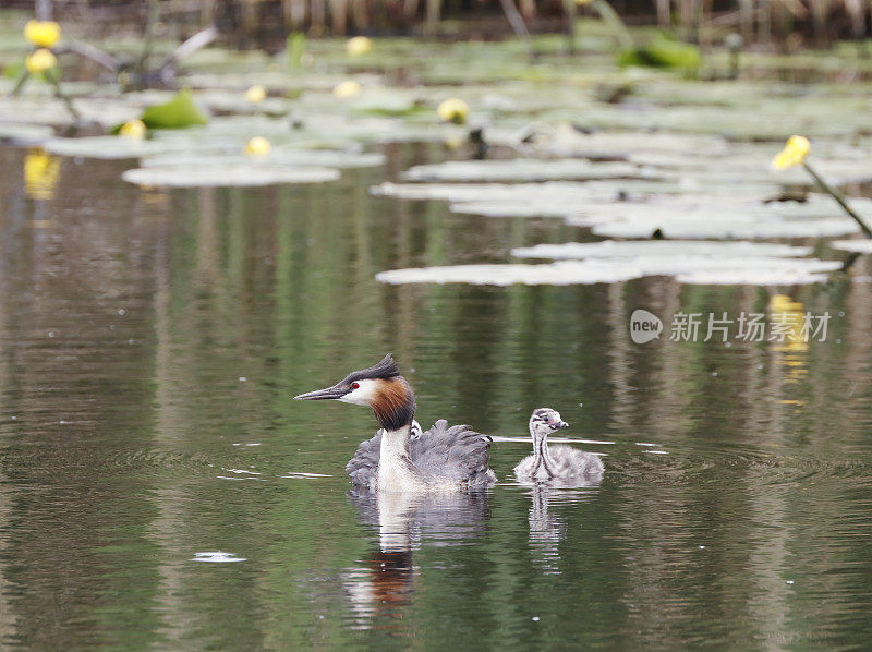 大冠毛鸊鷉(Podiceps cristatus)，有两个幼